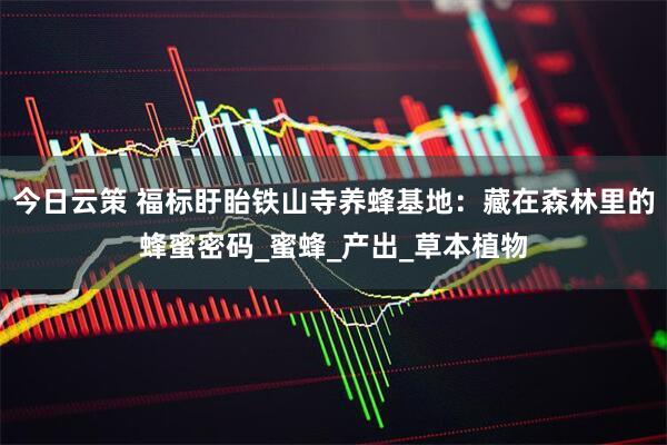 今日云策 福标盱眙铁山寺养蜂基地：藏在森林里的蜂蜜密码_蜜蜂_产出_草本植物